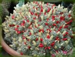 Mammillaria prolifera