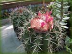 Melocactus maxonii