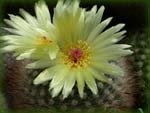 Notocactus scopa